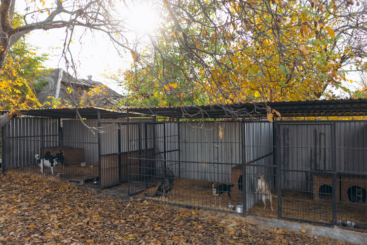 Dogs in Kennels Animal Shelter in Autumn Outdoor